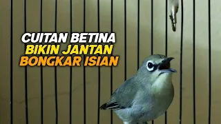 Download Cuitan Pleci Betina Ini Bisa Menaikan Birahi Semua Pleci Jantan Bongkar Isian Dalam Hitungan Menit MP3