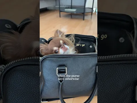 Chihuahua Trauma 😰