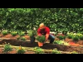 How to Plant Perennial Gardens