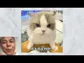 Chinese Cat Original vs Meme vs Original Audio vs English Version