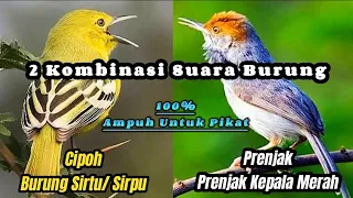 kombinasi suara pikat ampuh cipoh dan prenjak kepala merah asli suara alam 