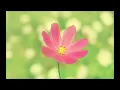 j^p^n  - bloom. [] - first part only Extended