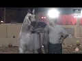 Lagu N 49 ABHA GHEZEL   Al Rubatiya National Arabian Horse Show 2025   Senior Stallions Class 6