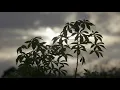 Federico Albanese - The Twelve - The Stars We Follow (Teaser)