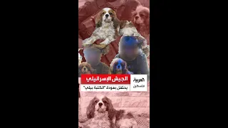 الكلبة  بيلي أعادها الجيش الإسرائيلي واحتفل بها على أنه إنجاز لكنه قتل صاحبها في غزة بالقصف العشوائي دندنها