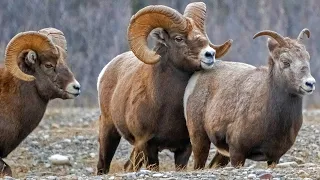 bighorn sheep rut canadas angry ram mating dance