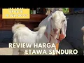 Download Lagu REVIEW HARGA ETAWA SENDURO || ‼️Update 19 Juli 2025‼️