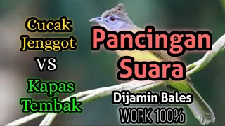 suara pikat cucak jenggot vs kapas tembak cucak jenggot