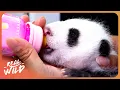 Inside The Most Successful Panda Nursery on Earth