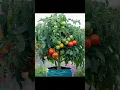 Download Lagu Grow Tomatoes Like a PRO with This 1 Simple Trick!