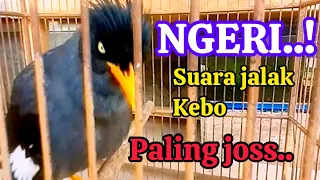 Download NGERI..!SUARA BURUNG JALAK KEBO PALING GACOR || SANGAT COCOK BUAT MASTERAN MP3