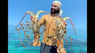 MONSTER LOBSTER |  Wrangled on the Great Barrier Reef Australia (B2B: EP 13)