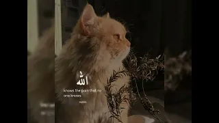 The Sins Sped Up Nasheed Infinite Loop Enjoy 