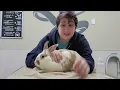 Pet Care Basics Rabbit Ear Medications