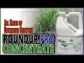 RoundUp Pro Concentrate Review - Killing Growths and Possibly Causing Them