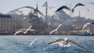 اجمل نغمة رنين تركية      دندنها