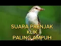 Download Lagu suara pikat burung kecil paling ampuh||suara prenjak klik jantan dan betina