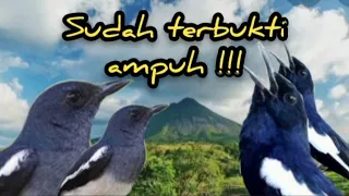 Download Suara Pikat Kacer Paling Ampuh MP3