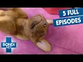 3 Hours Of Bondi Vet Season 9 5 FULL EPISODES