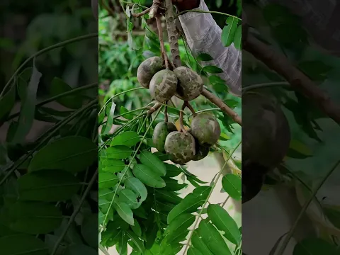 আমড়া মাখা #1millionviews #minivlog