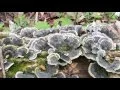 Medicinal Mushrooms for MS blood pressure diabetes immunity