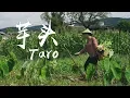 Lagu 吃法多样百变的食材—芋头，你们喜欢怎么吃？【滇西小哥】