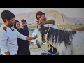 Download Lagu Wild East \u0026 Brave Hearts: Nomadic Cowboys Rescue an Injured Horse