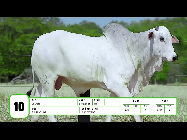 Touro Nelore LSA - 1859