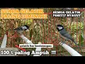 Download Lagu suara pancingan gelatik paling diminati silahkan buktikan cukup di putar gelatik lain positif bunyi