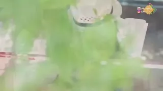 خمسه اضواء مدرسة 