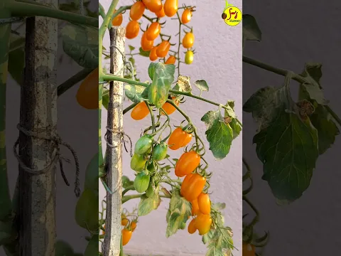 cherry Tomato 🍅 🍒 #youtubeshort #garden #roofgardening #gardening