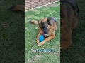 Download Lagu that somebody's German Shepherd GSD... 🤔😏🐶 #new #shorts #ytshorts #viral #viralshorts