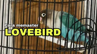 Download Cara memaster lovebird MP3