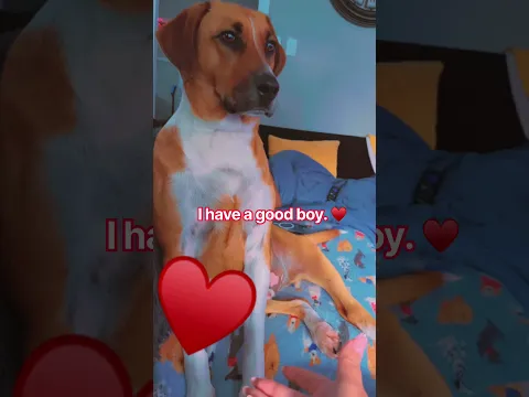 The Goodest Doggy Ever! #shorts #dog