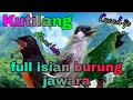 Download Lagu Kutilang Gacor full isian,cucak ijo dan murai batu||Masteran untuk bahan@audiobird