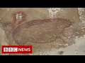 Download Lagu World's oldest animal cave painting in Indonesia - BBC News