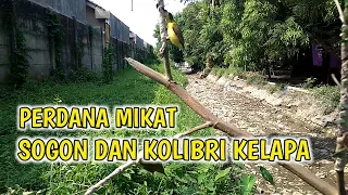 Download MIKAT BURUNG SOGON DAN KOLIBRI KELAPA | AUTO RILIS BURUNG TUA MP3