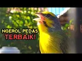 Download Lagu MOZAMBIK GACOR NGEROL PEDAS MANTAP UNTUK MASTERAN 