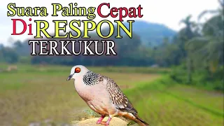 Download Suara Burung Tekukur Gacor Terbaru Paling Ampuh Untuk Pancingan Dan Pikat MP3