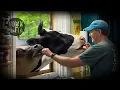Cow Friendships and Miraculous Escapes