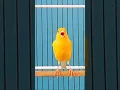 Download Lagu Kenari cengkok bagus #kenari #kenarigacor #masteran #birds #canarias #kenaripaud #short #kicaumania
