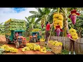 Lagu Harvesting Banana Fruits \u0026 Vegetables and Raising Animals — Beautiful Countryside Life