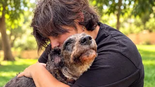 A este perro le dispararon. Ahora quiere que lo abracen.