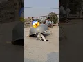 Download Lagu The pigeon ran away 😭 pigeon viral video #pigeon #kabutar #birds #trending #shortsfeed #shorts