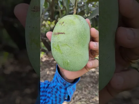 Mango season Ahead