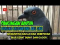PANCINGAN AMPUH BUAT SRIGUNTING ABU BAHAN