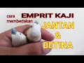 Lagu Cara membedakan jenis kelamin Emprit Kaji