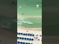 Shark Swims Near Florida Beachgoers