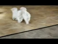 Maltipoo Puppies For Sale John Stoltzfus