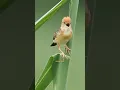Download Lagu burung kecil bersuara merdu #subscribe #kicaumania #shortvideo #kicauanmania #birds #kicaumerdu
